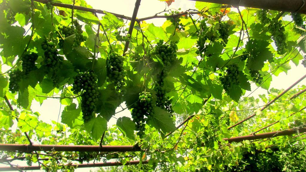 Agro Guesthouse Korena Кутаиси Екстериор снимка